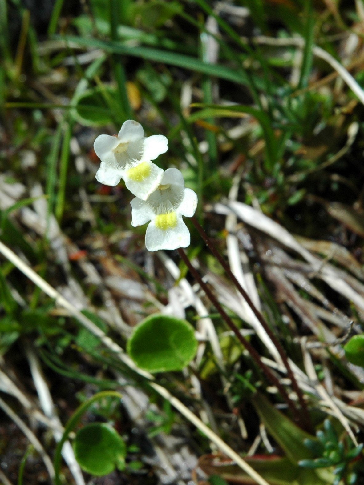 Pinguicula alpina / Pinguicola alpina